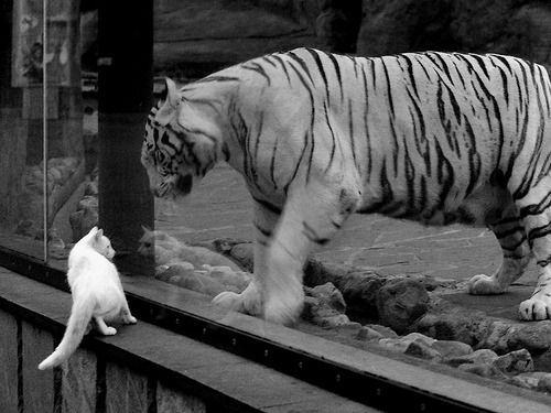 Dota 2 赛事转播技术升级,dota2chuan