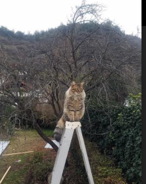 开云·体育官网APP下载-2024季后赛：湖人在詹姆斯的带领下实现“绝地反击”！，湖人14年季后赛