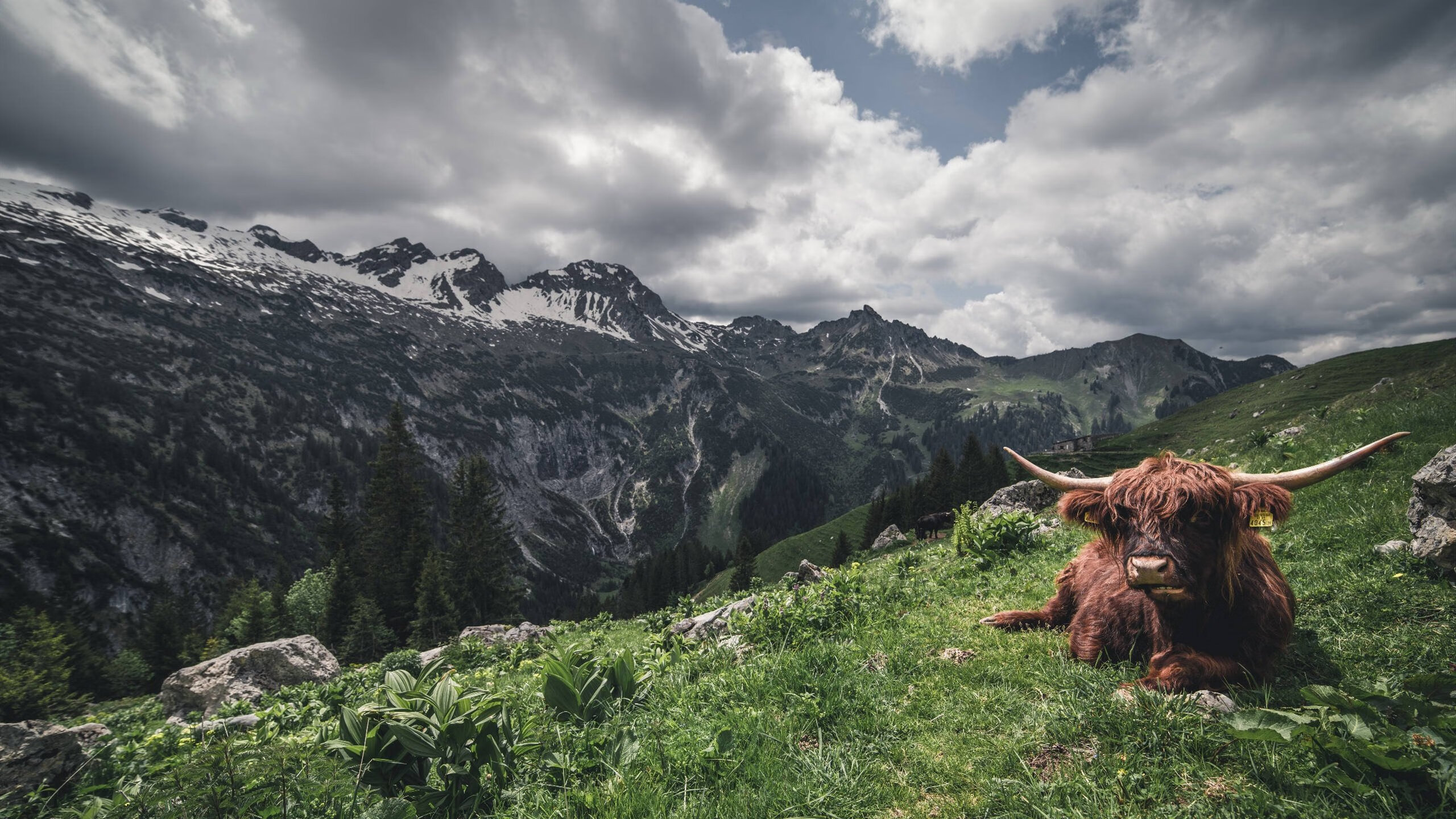 KPL赛事观众画像分析：谁在看KPL？他们的喜好是什么？，kpl选手视角