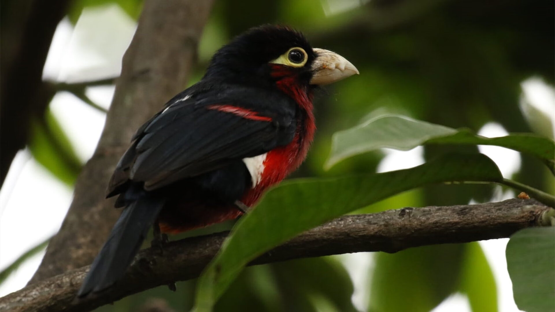 御风而行：风洞测试与空气动力学的奥秘，空气动力实验风洞分为