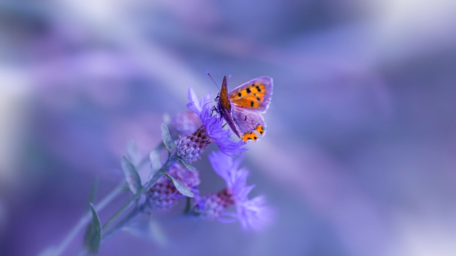 影响历史的“传奇战役”大盘点，传奇的影响力