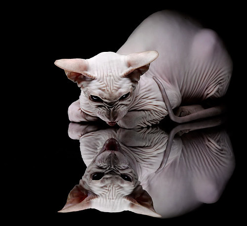 广场舞推动地方经济发展,促进广场舞健康发展这一主题拟写一份提案