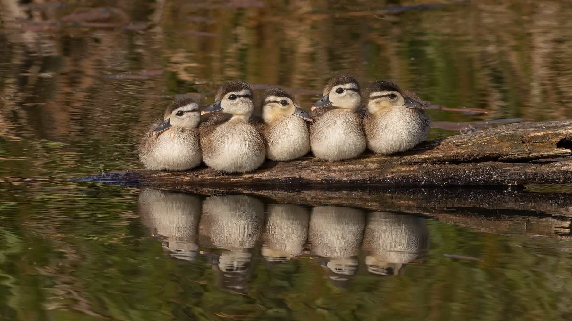 Kaiyun官方登录入口-篮球智商：比赛中的战术思维大比拼，篮球比赛技战术分析
