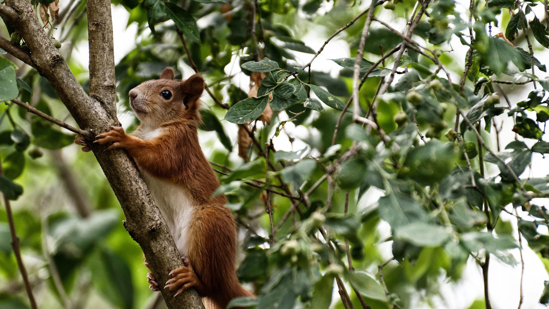 开云网页版-C罗突破里程碑，成为队史射手王，c罗加冕足坛历史射手王 视频