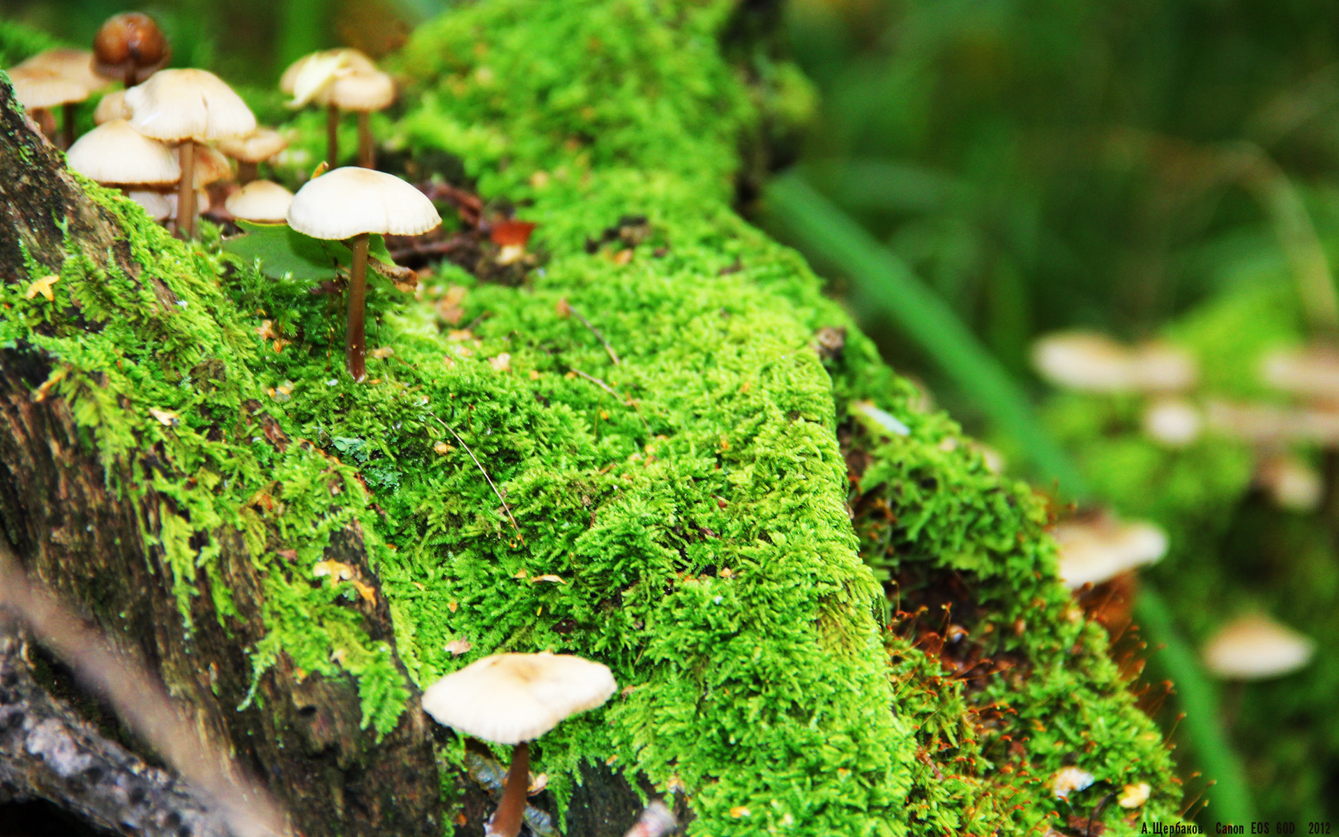 LPL夏季赛关键对决前瞻,lpl夏季赛各队阵容