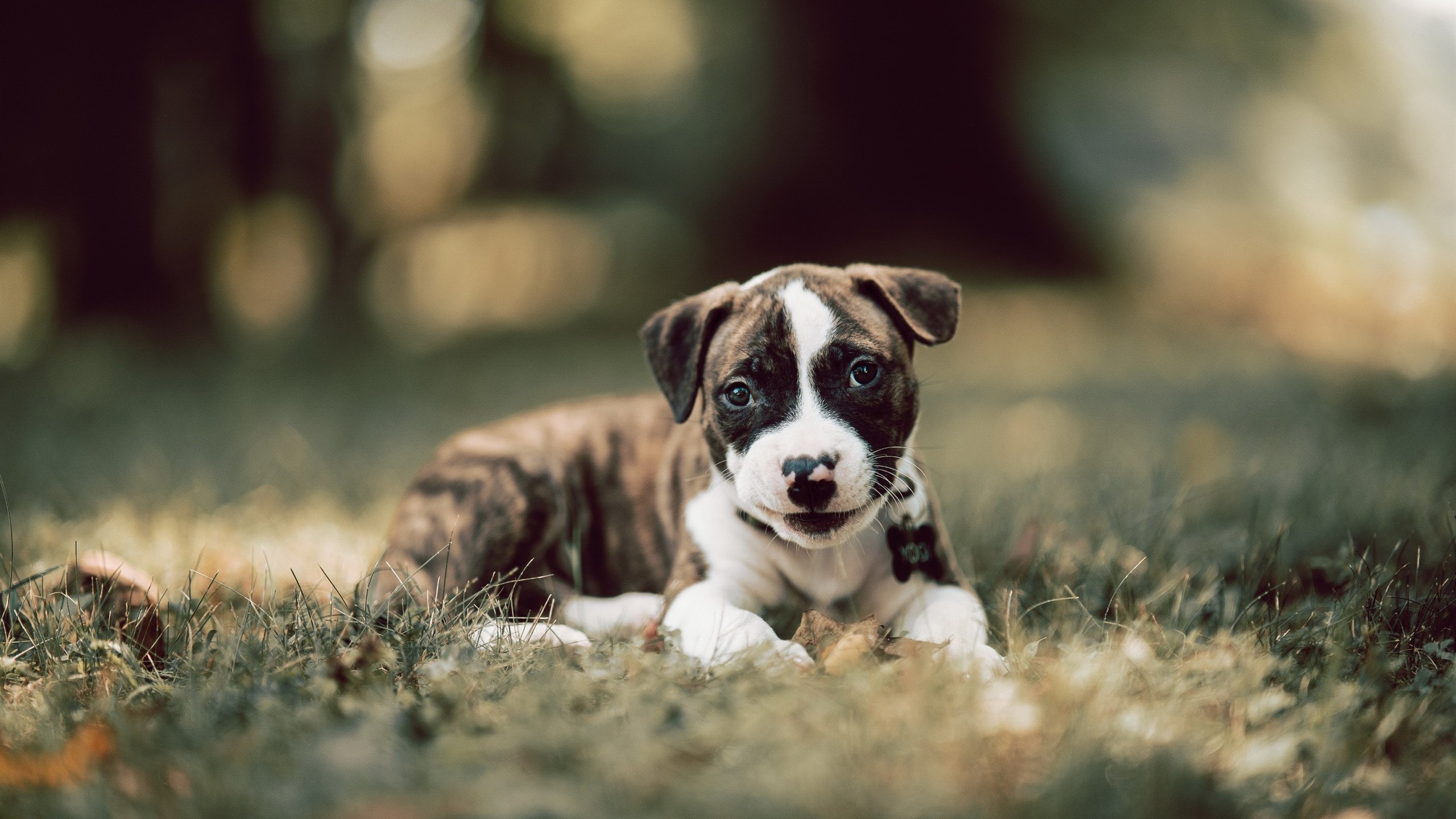 KAIYUN 中国大陆-中国足球改革提速，青训体系全面升级，中国足球青训体制