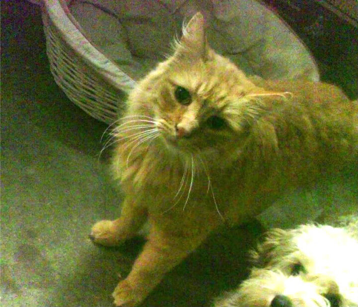 开云中国大陆-凯尔特人翻盘公牛，系列赛焦点战中塔图姆罚球绝杀，凯尔特人塔图姆超清壁纸