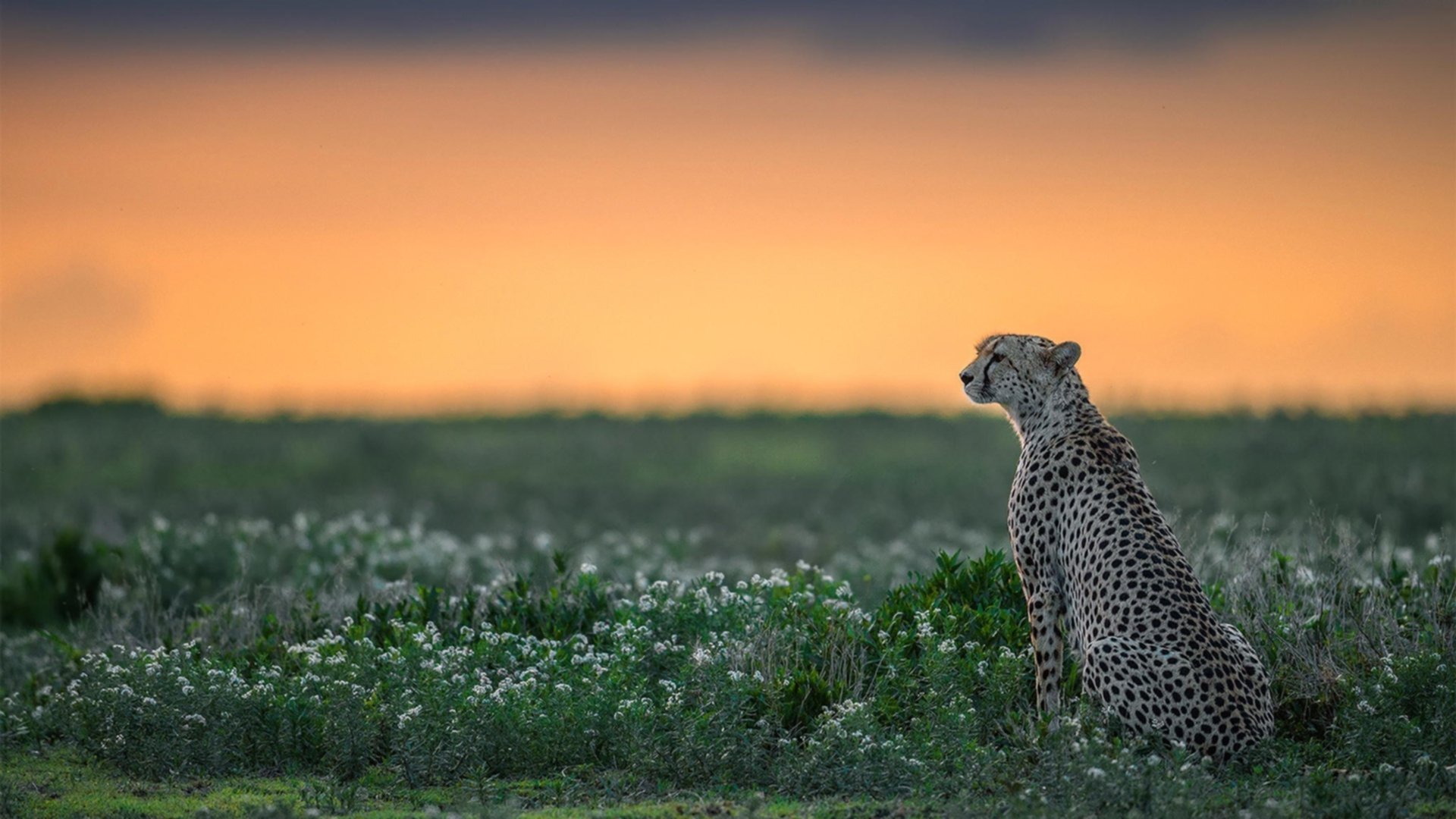 千钧一发的较量，谁将笑傲群雄？，千钧一发下一句是什么