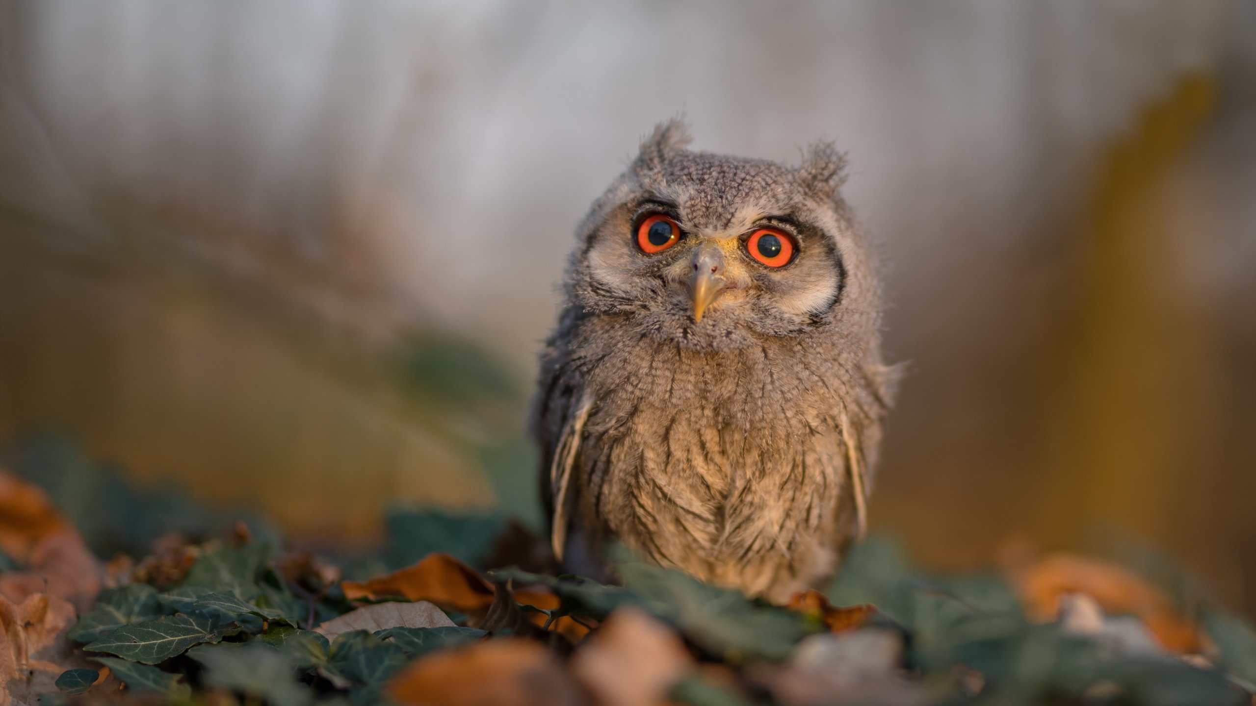 开云入口-博卡青年比赛节奏掌控出色，博卡青年是什么意思