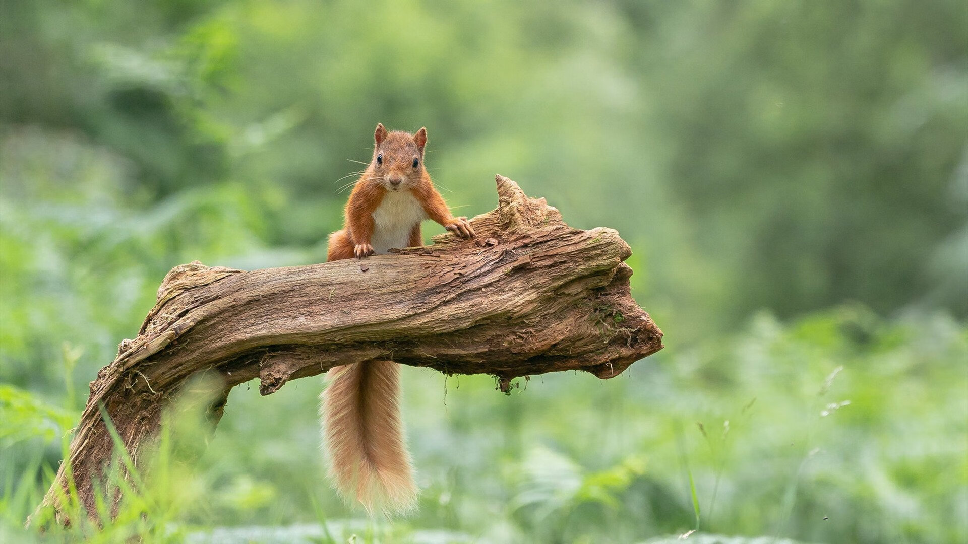 塞尔赫斯特主场爆冷击败对手,提升联赛排名,赫塞尔本