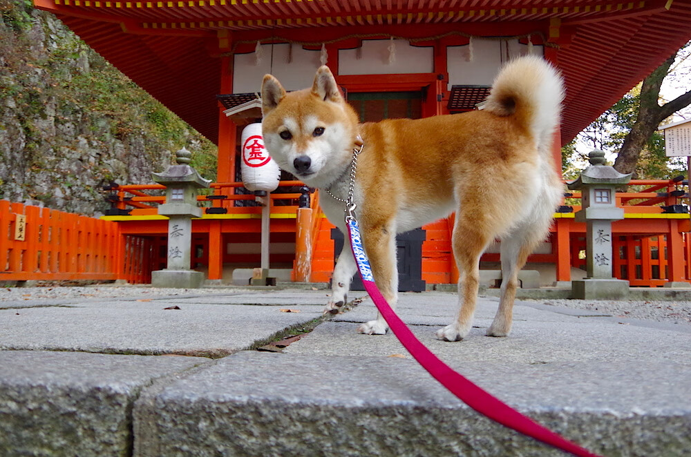 开云官网APP下载-女子铁人三项世界杯中国选手获铜牌，女子铁人三项中国参加了吗