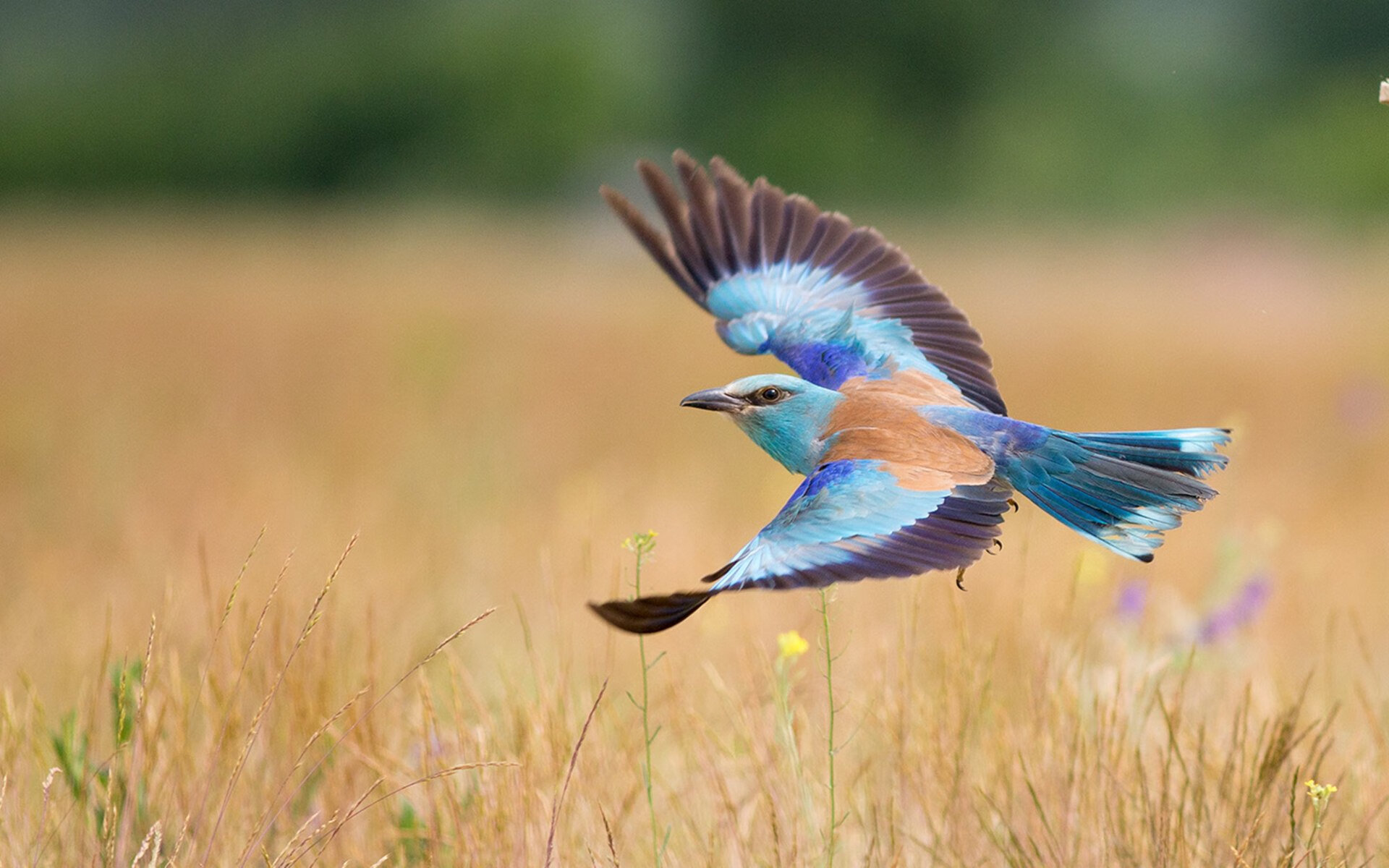 奥运男足:西班牙复仇德国成功,西班牙奥运会男足历届成绩
