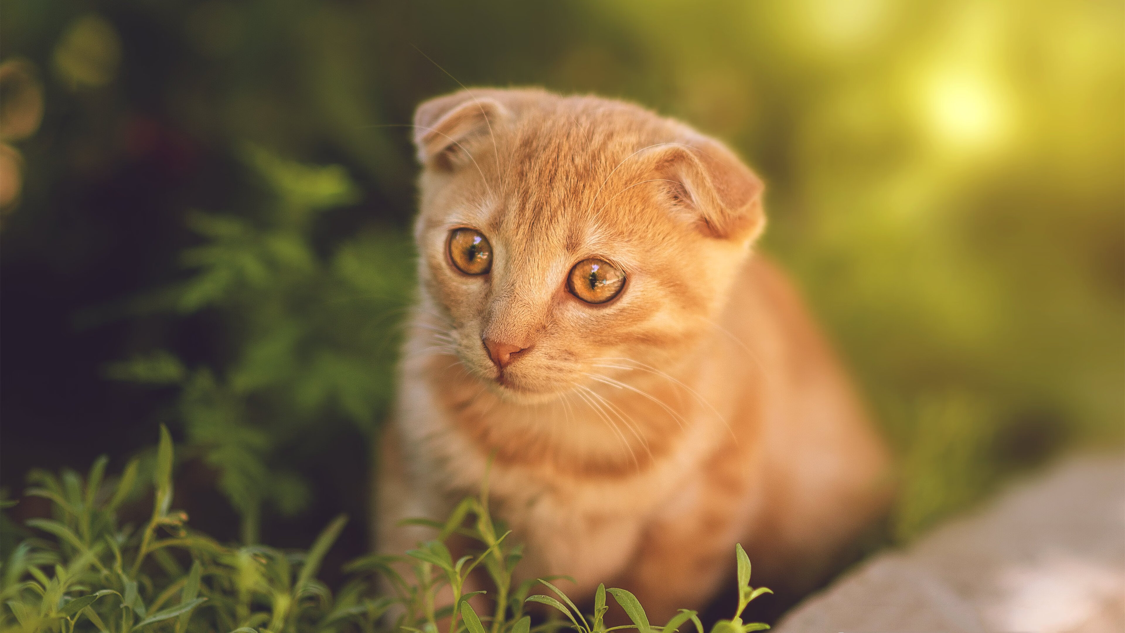 开云中国大陆-阿森纳边锋伤愈复出，球队攻击力大增，阿森纳最强右边锋
