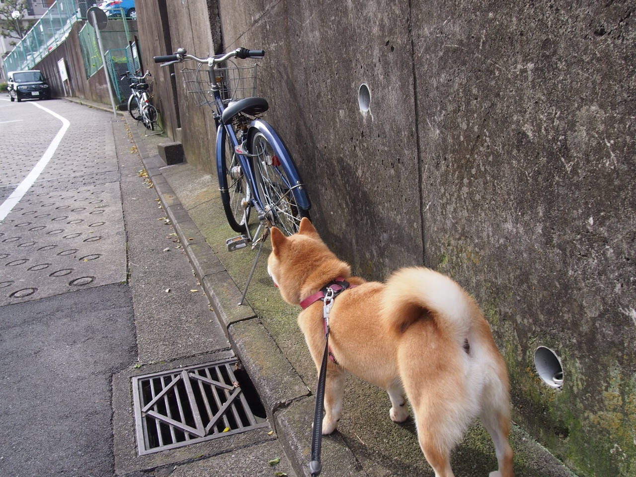 中国篮球教练员战术创新能力培养及培训机制探讨,篮球教练员素养