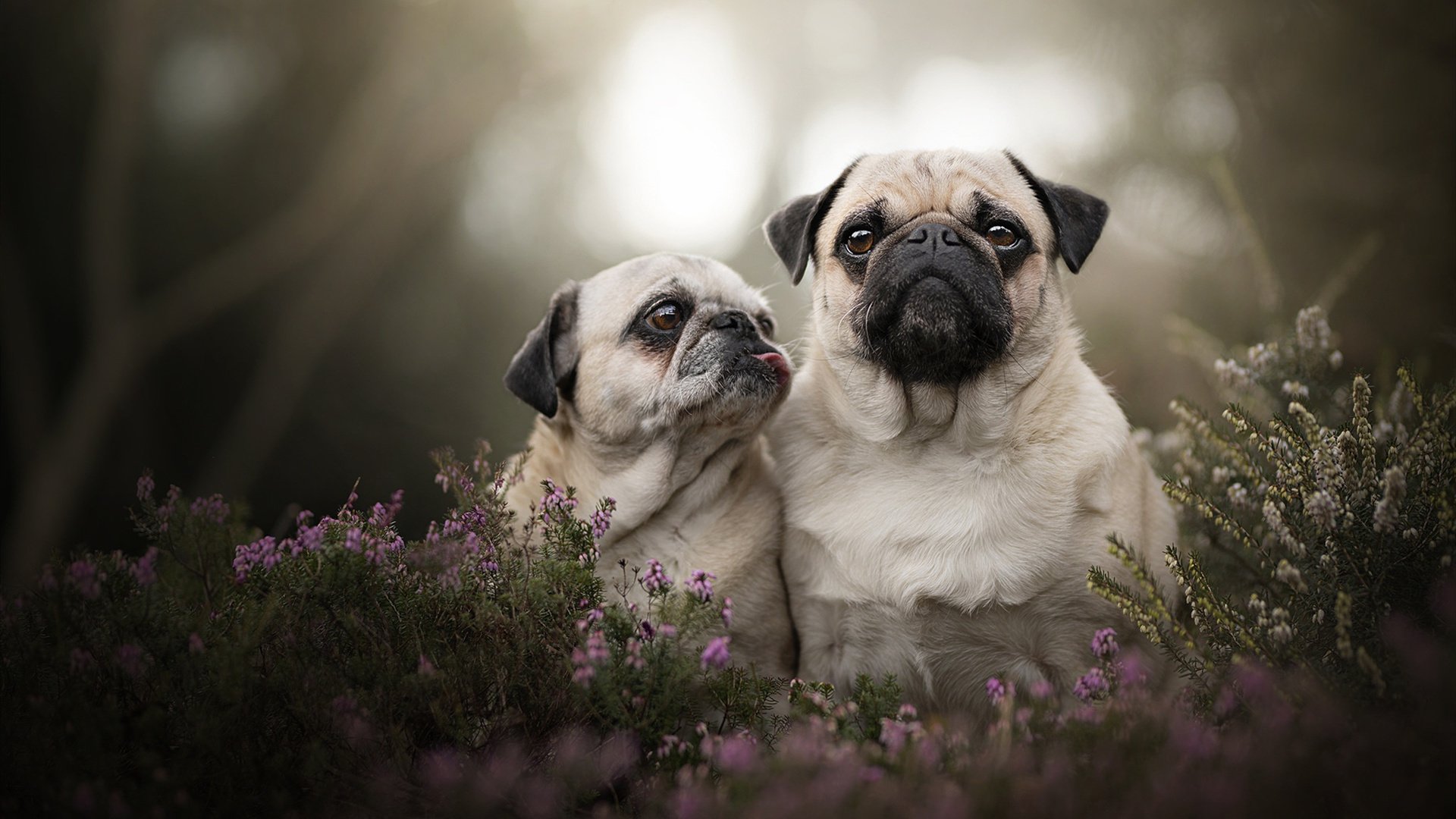 澳大利亚队的团队赛制:如何在团体赛事中克服心理和技术难题,澳大利亚队在这个项目当中拿到铜牌